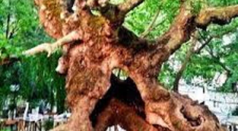Muğla Akbük Koyunda Deniz Keyfi