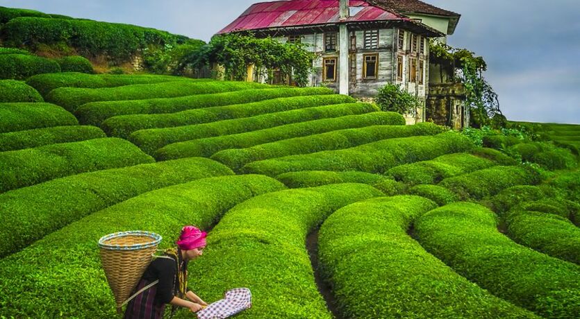 Orta ve Doğu Karadeniz ... Kuşadası   Aydın - Denizli çıkışlı