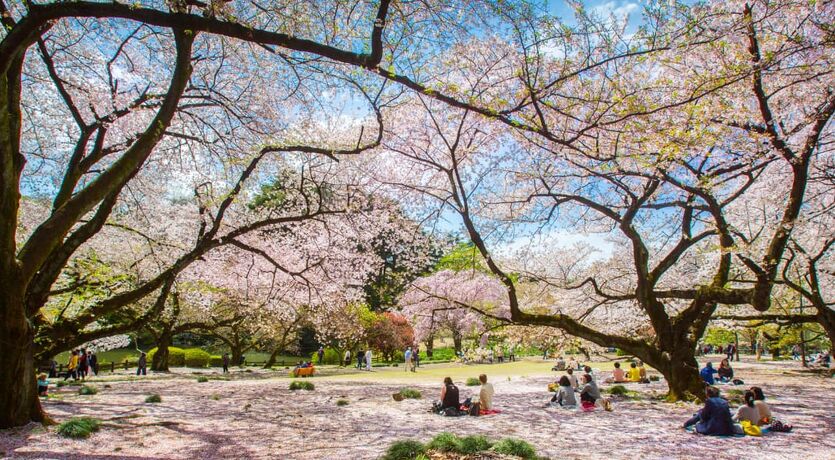 Japonya 